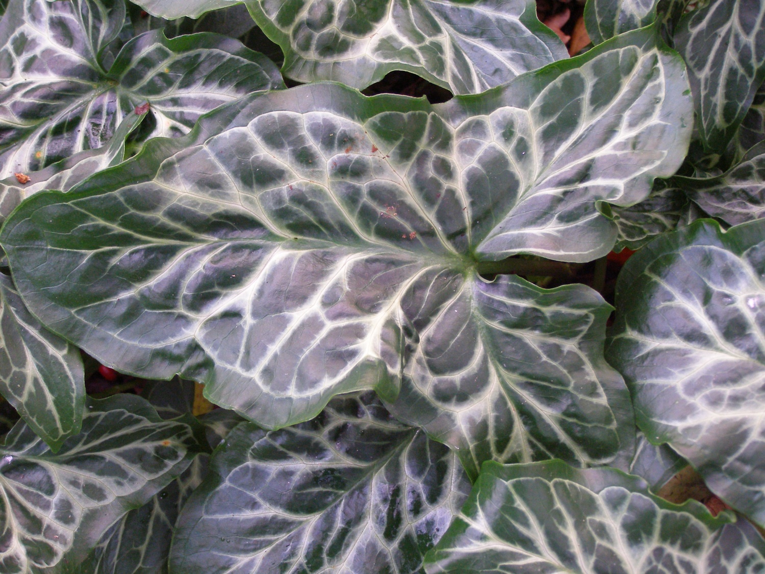 Arum italicum subsp. italicum 'Taff's Giant'